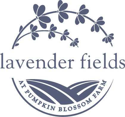 Lavender Fields